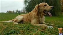 Golden Child Fletcher available Golden Retriever puppy located in BLOOMER